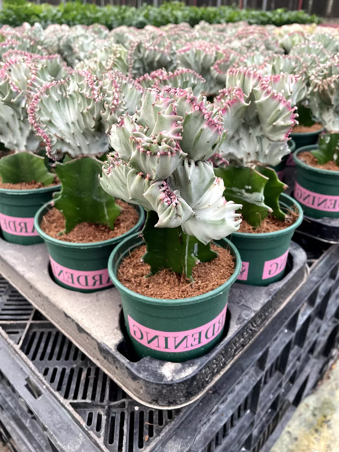 Coral Cactus 1