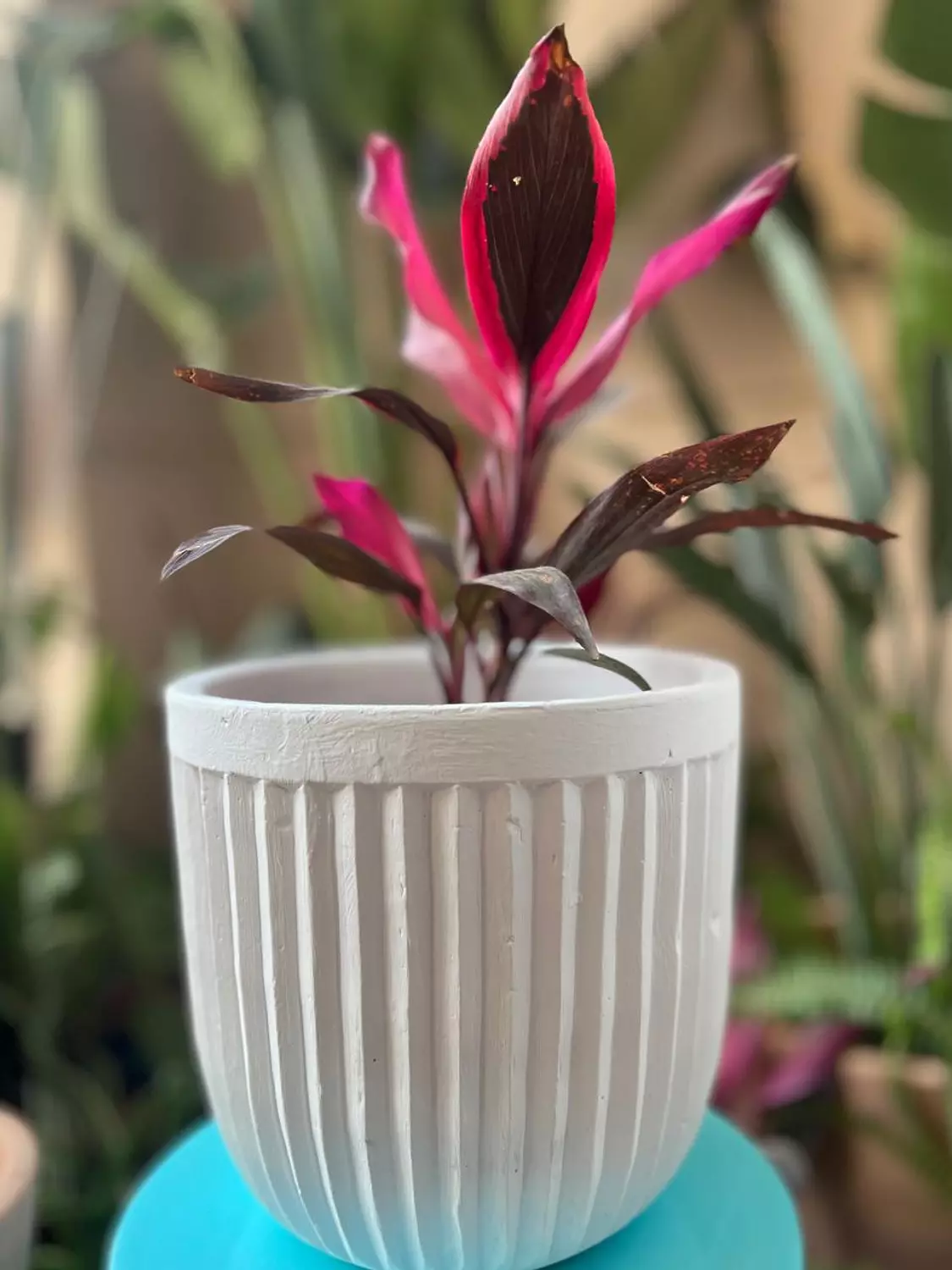 White Plant Pottery Pots Size 26  2