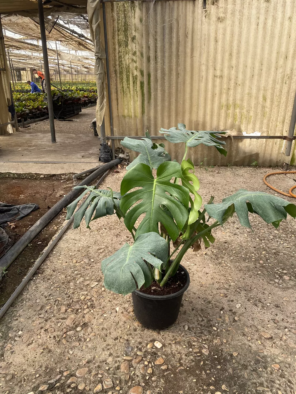 Monstera Rib Cage hover image