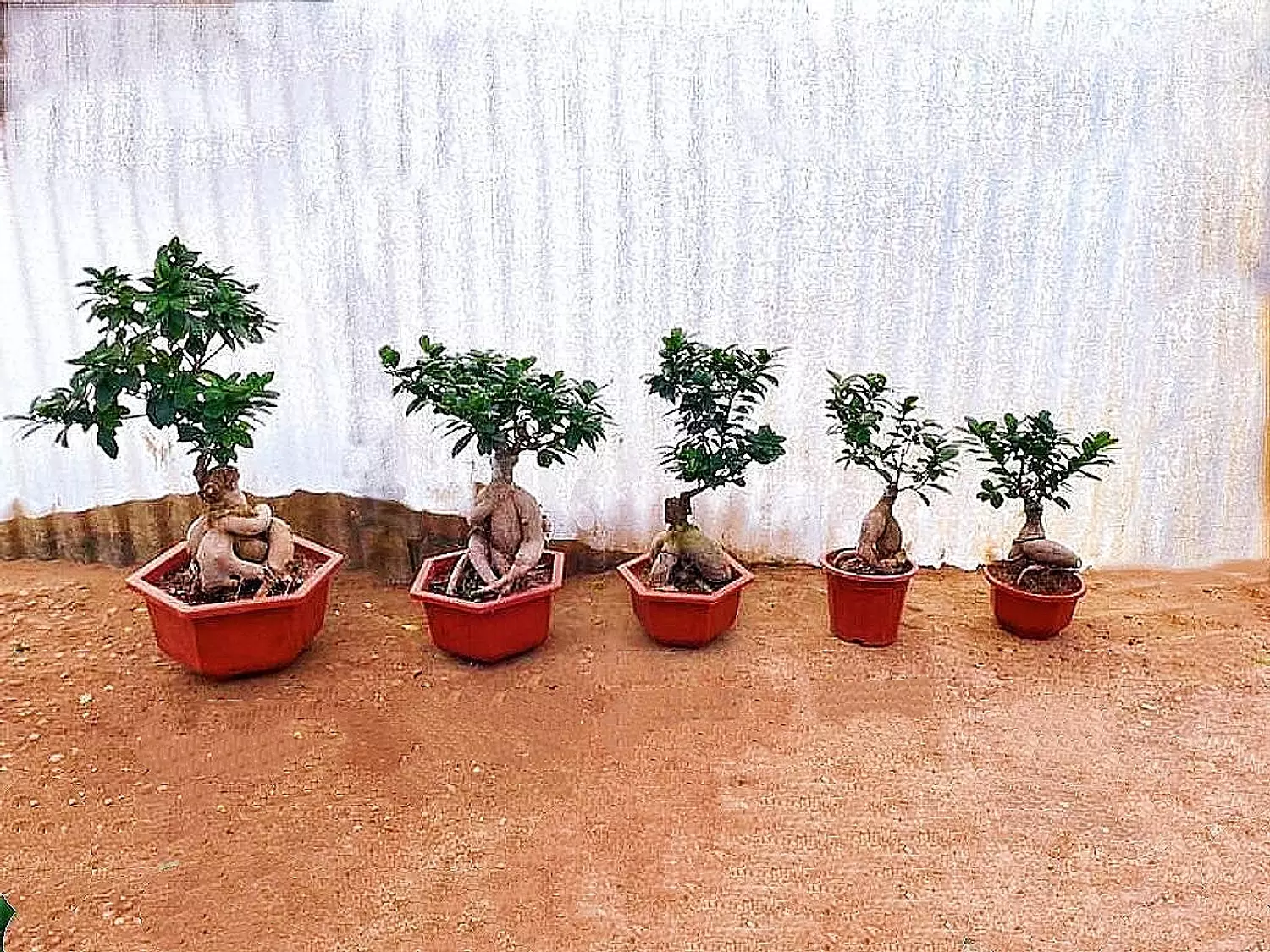 Ginseng Ficus Bonsai image