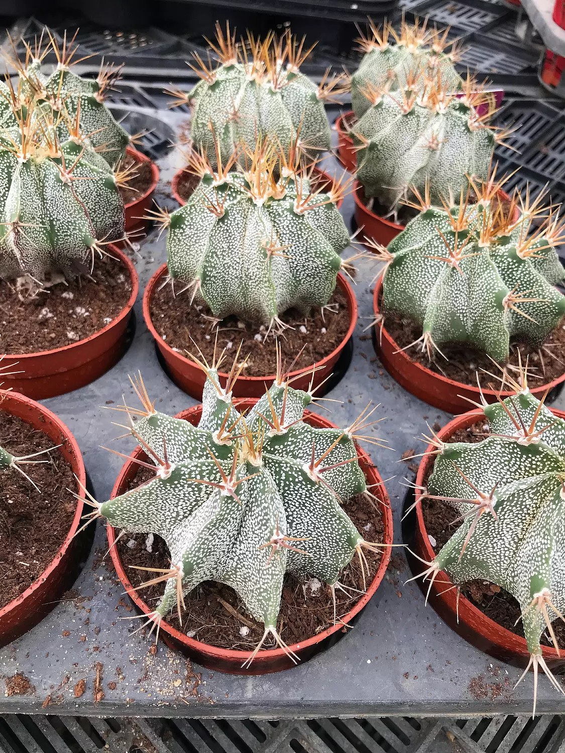 Astrophytum Ornatum image
