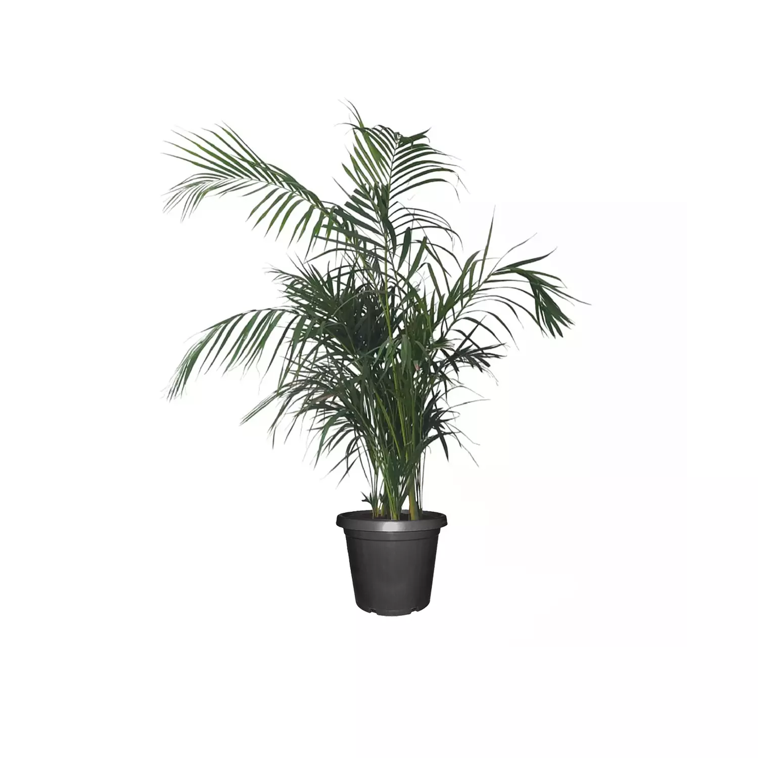 Areca Palm  6