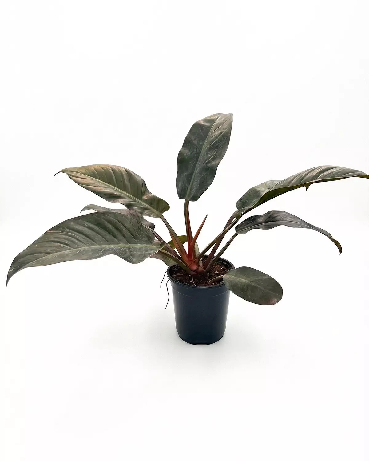 Philodendron ‘Imperial Red’ hover image