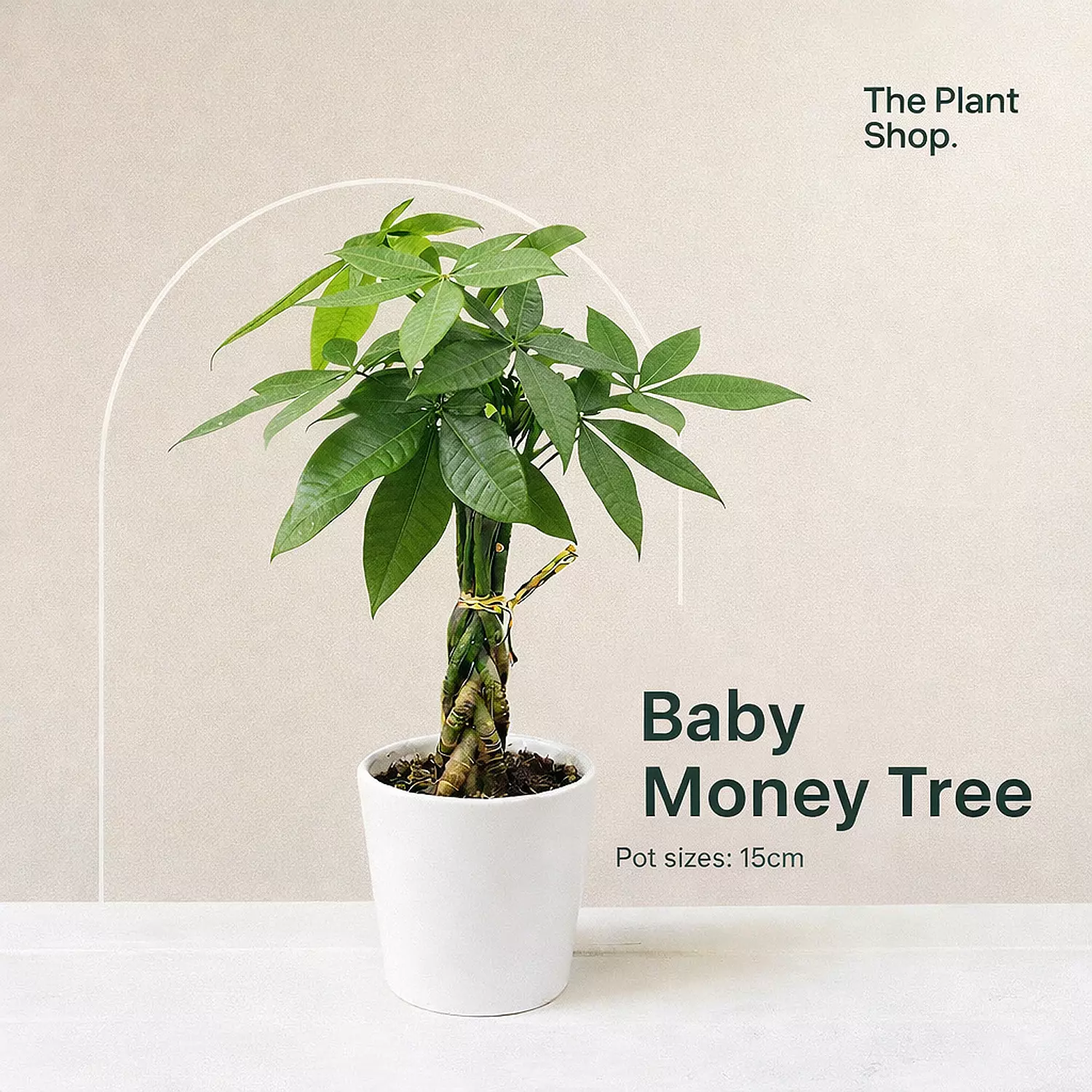 Baby Money Tree  image