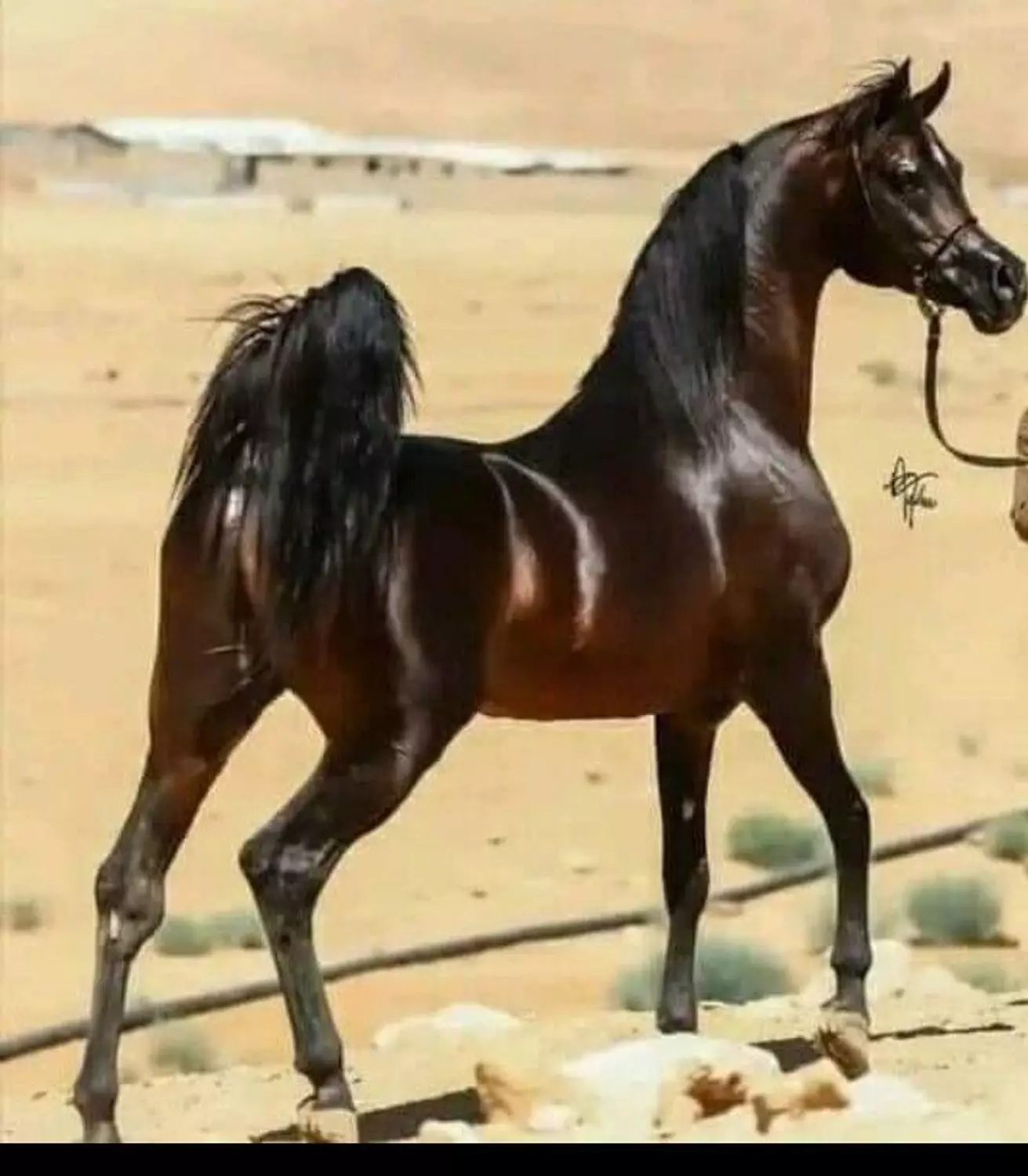 🎖️🌐Darley Arabian: The Arabian Equestrian Legend That Changed the World. 6