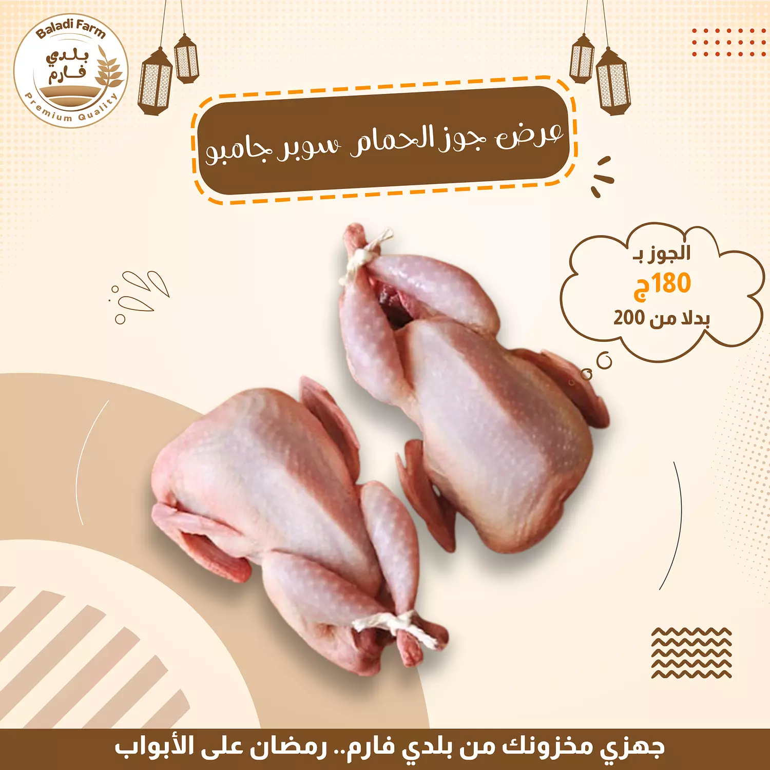 جوز حمام بلدي جامبو  image