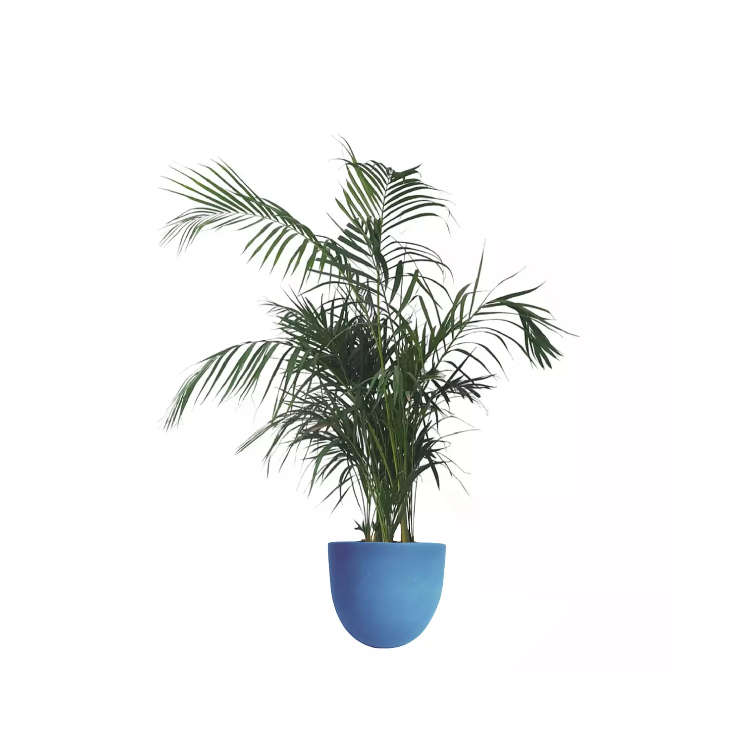 Areca Palm  15