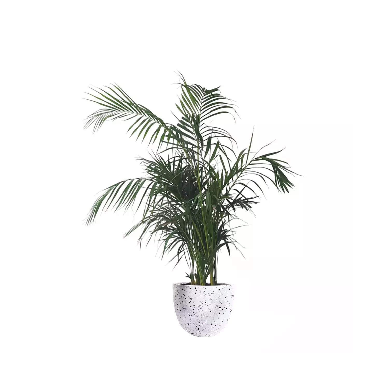 Areca Palm  14