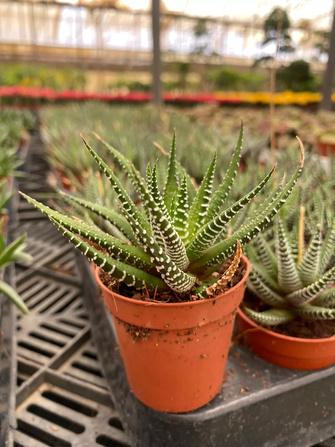 Zebra Plant image