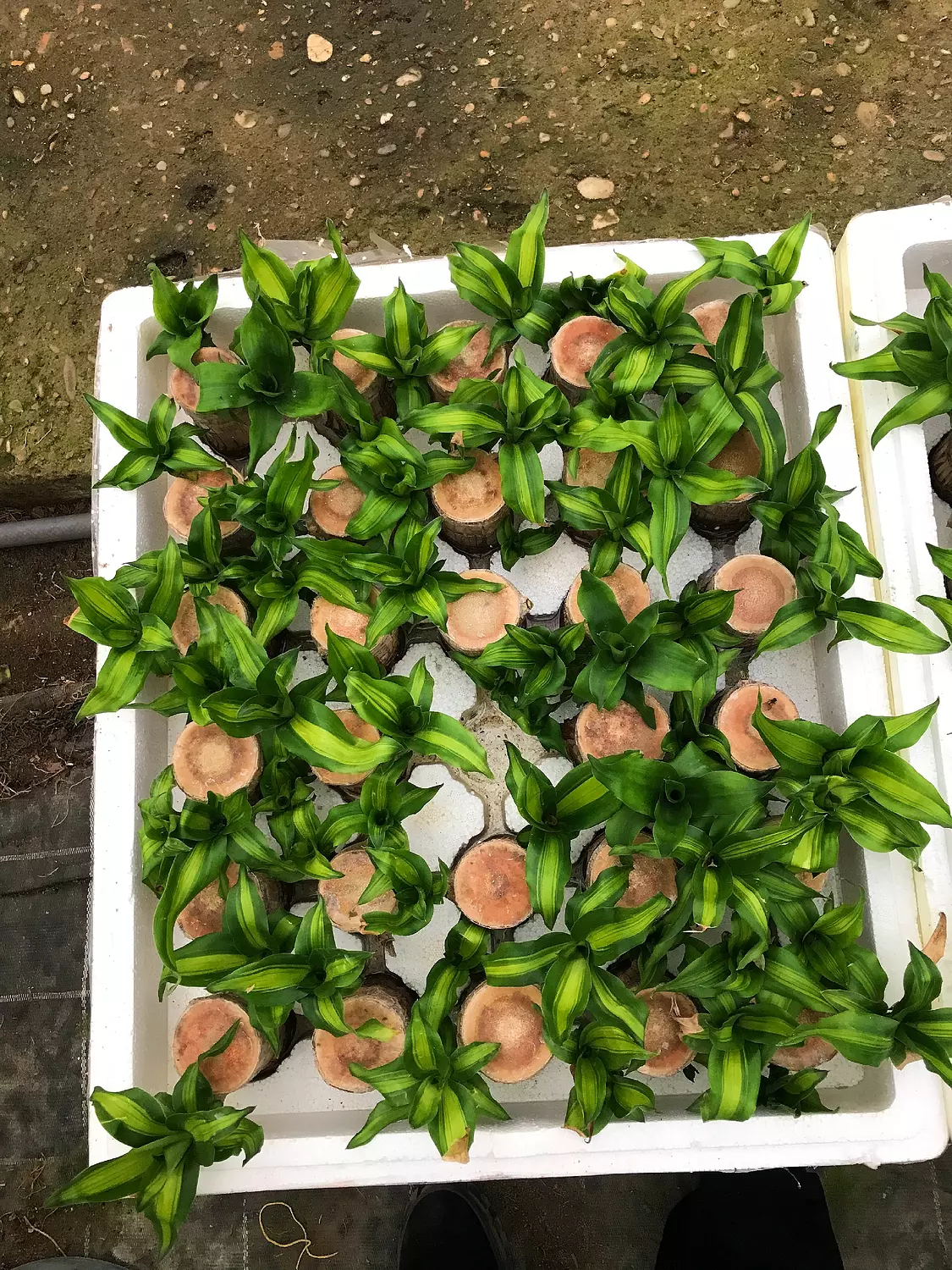 Brazilian Lucky Bamboo  5