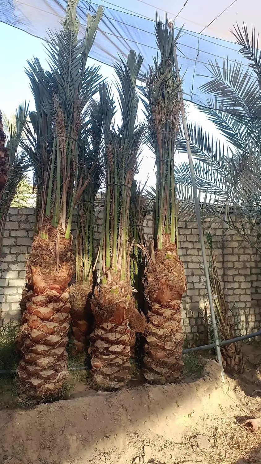 Barhi Date Palm hover image
