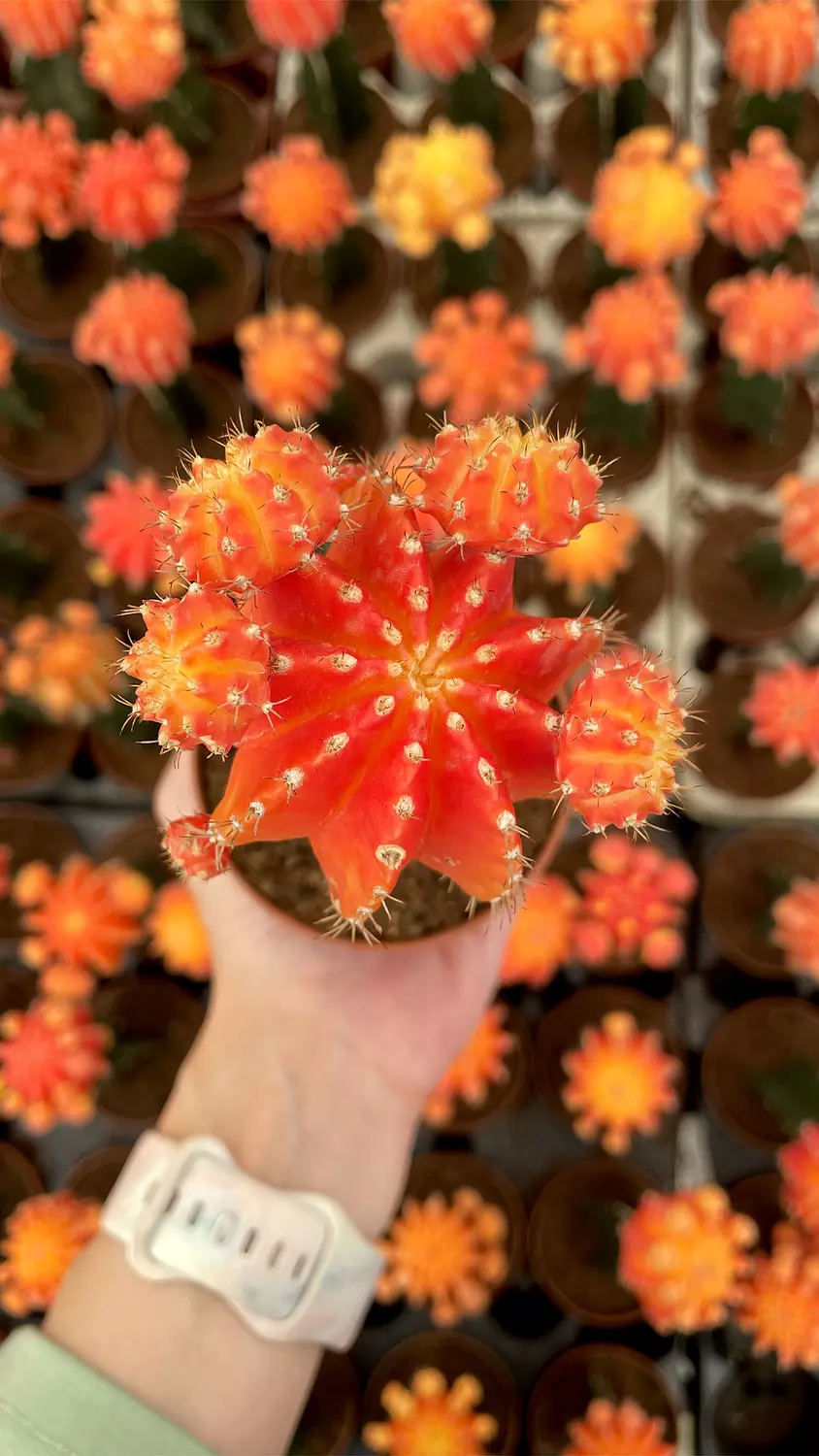 Neon Cactus
