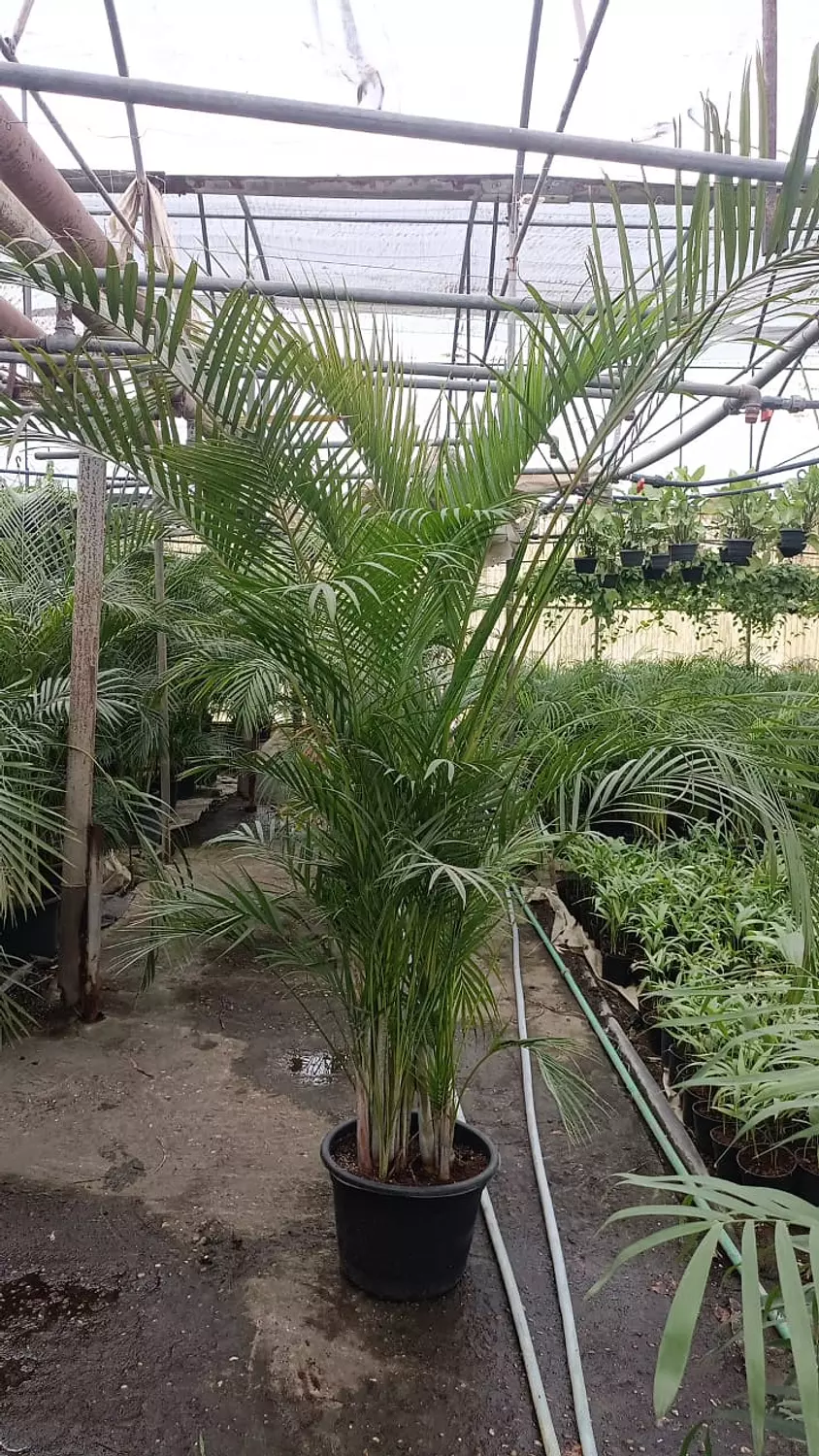 Yellow Areca Palm 8