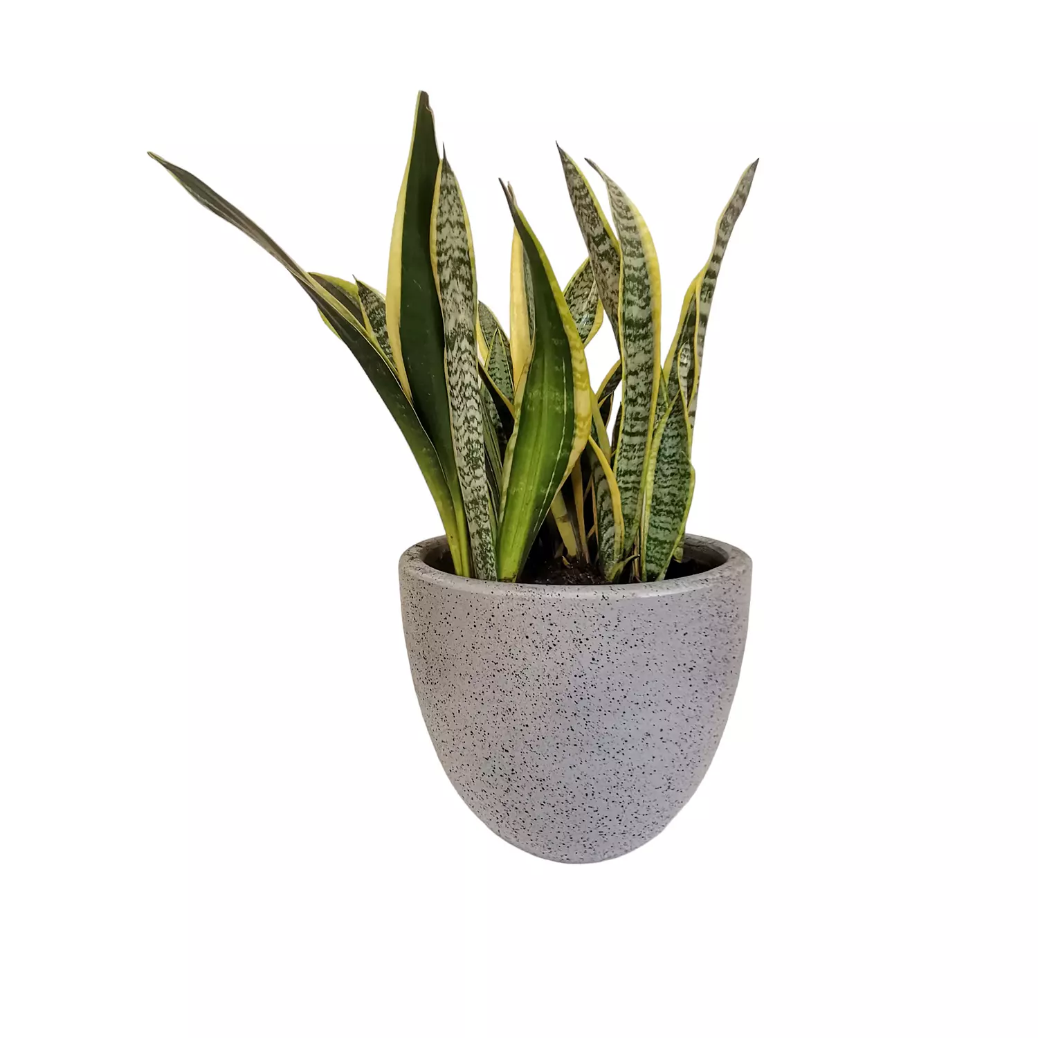 Snake Plant  hover image