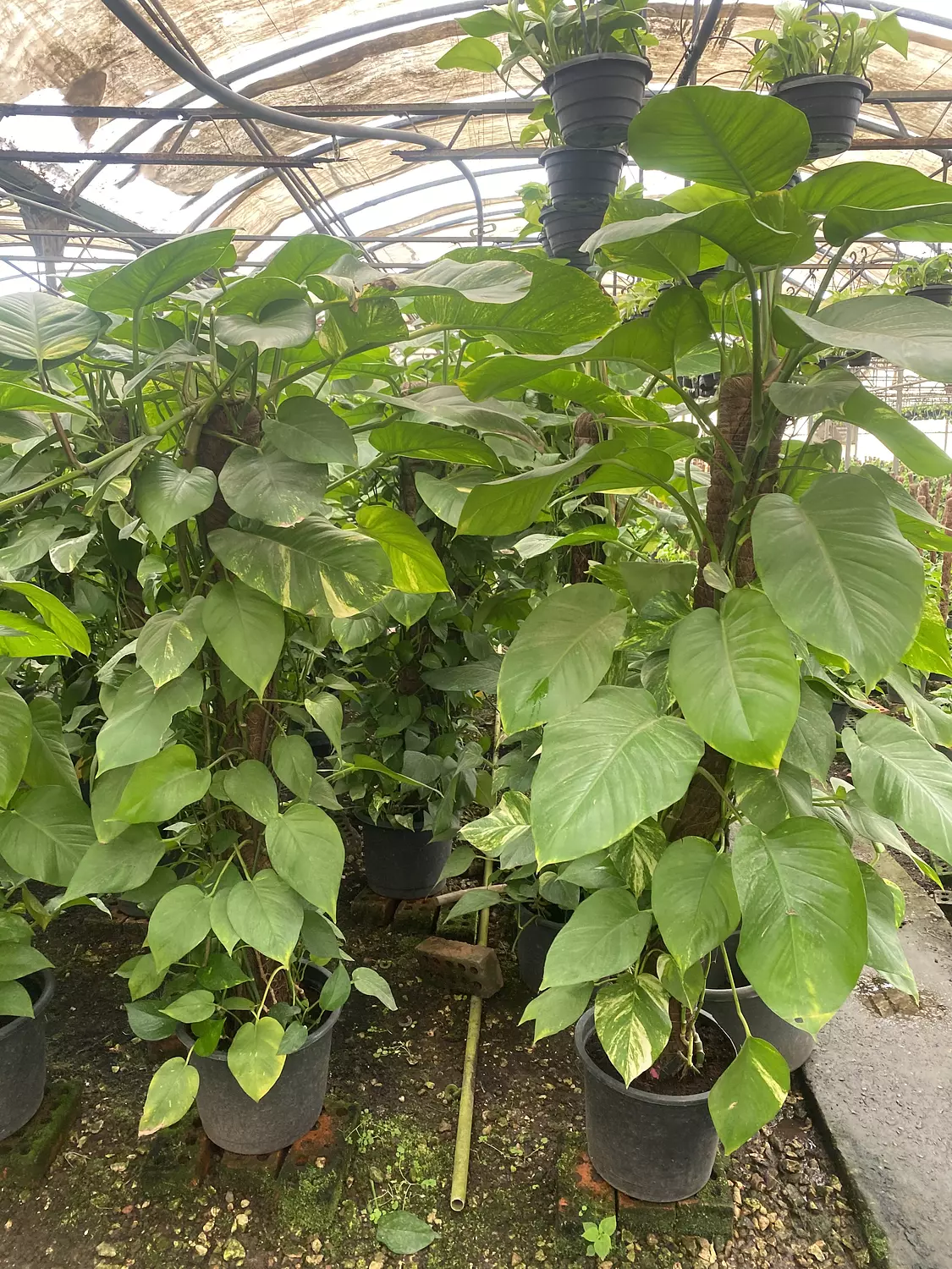 Giant Golden Pothos  5