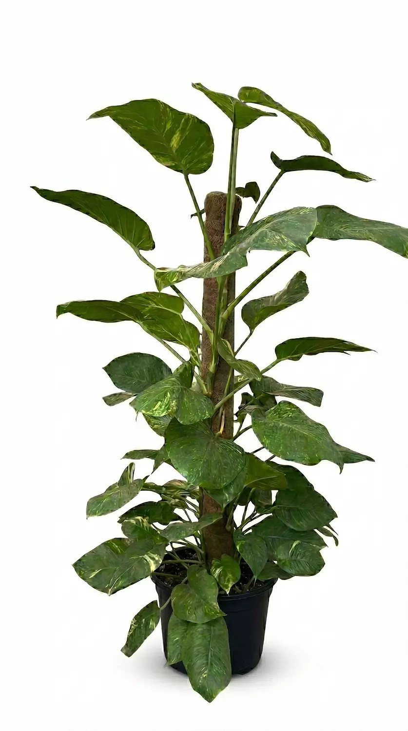 Giant Golden Pothos (Stick) hover image