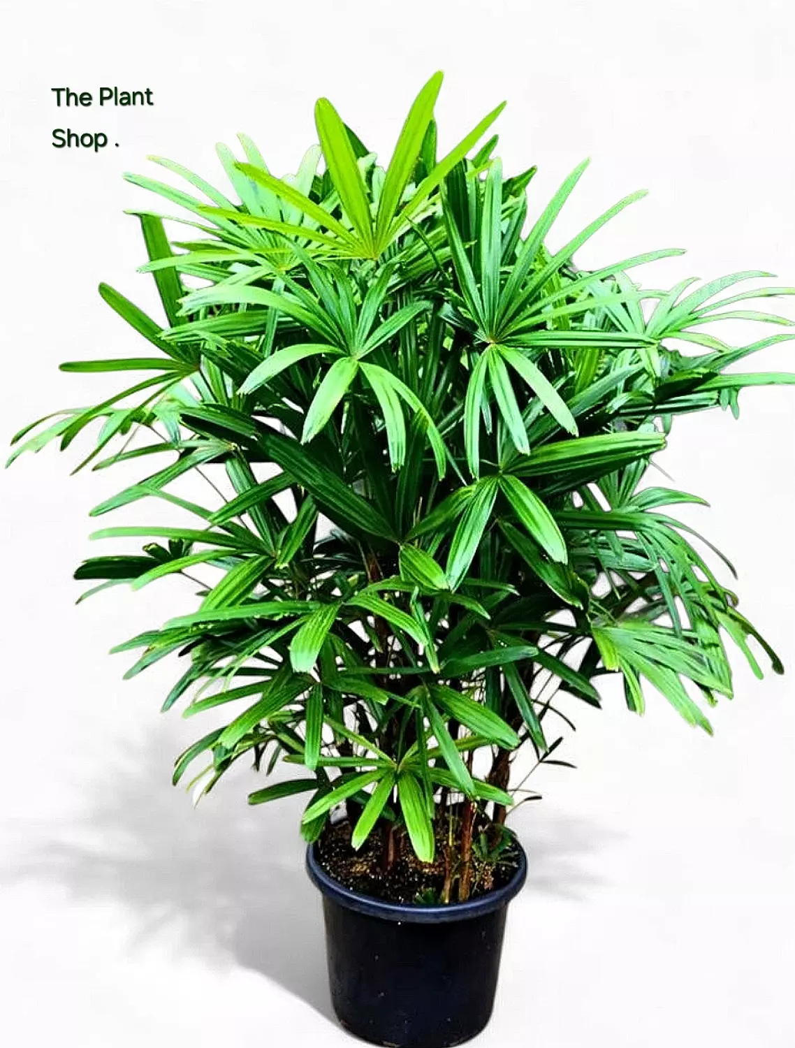 Rhapis " Lady Palm " 2