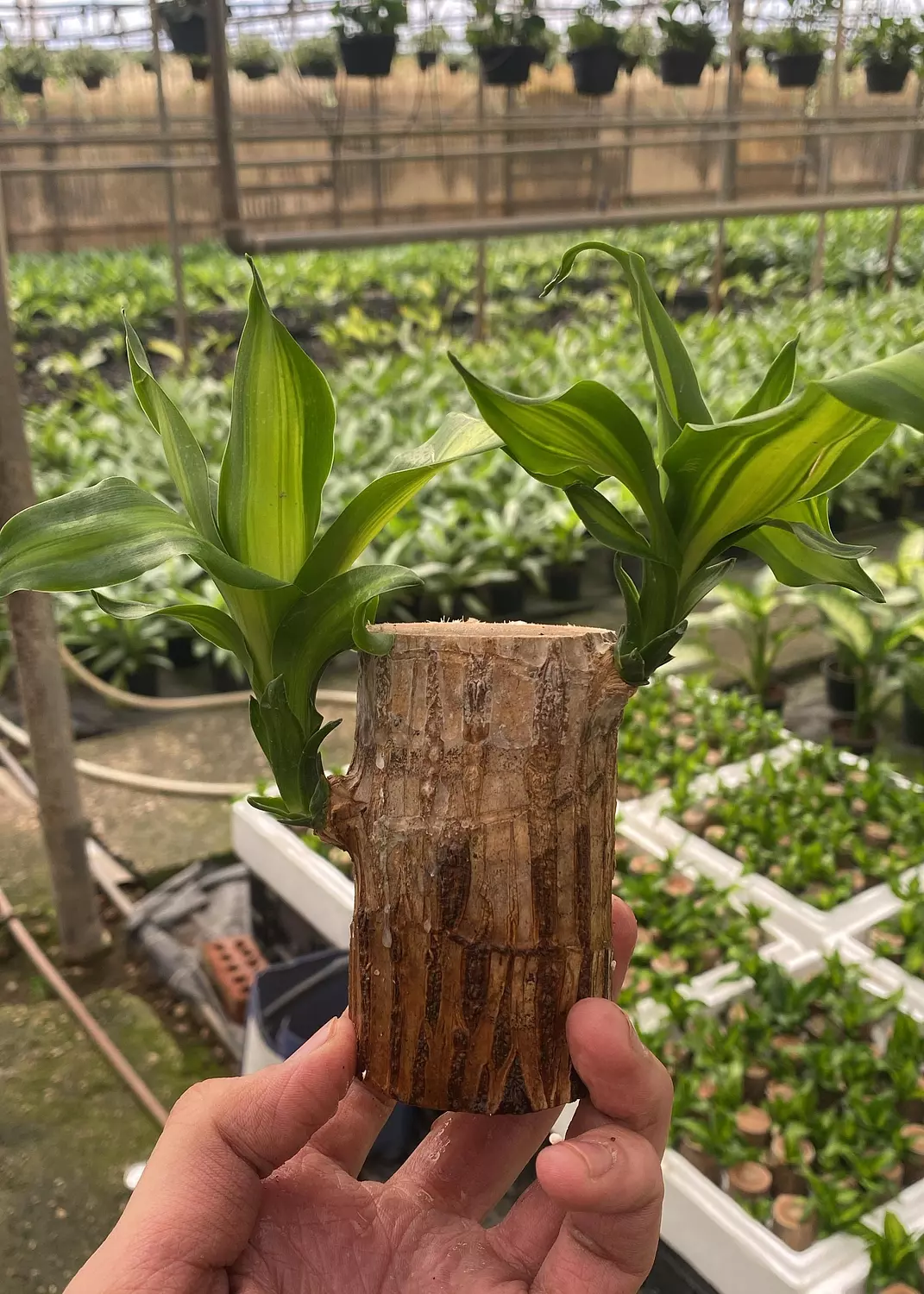 Brazilian Lucky Bamboo  hover image
