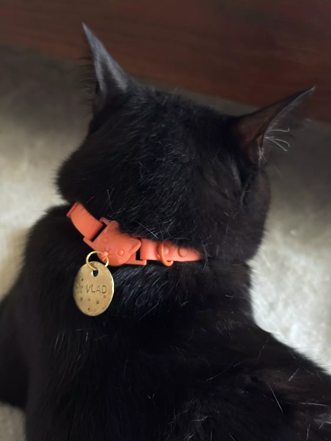 Essential Cat Collar hover image