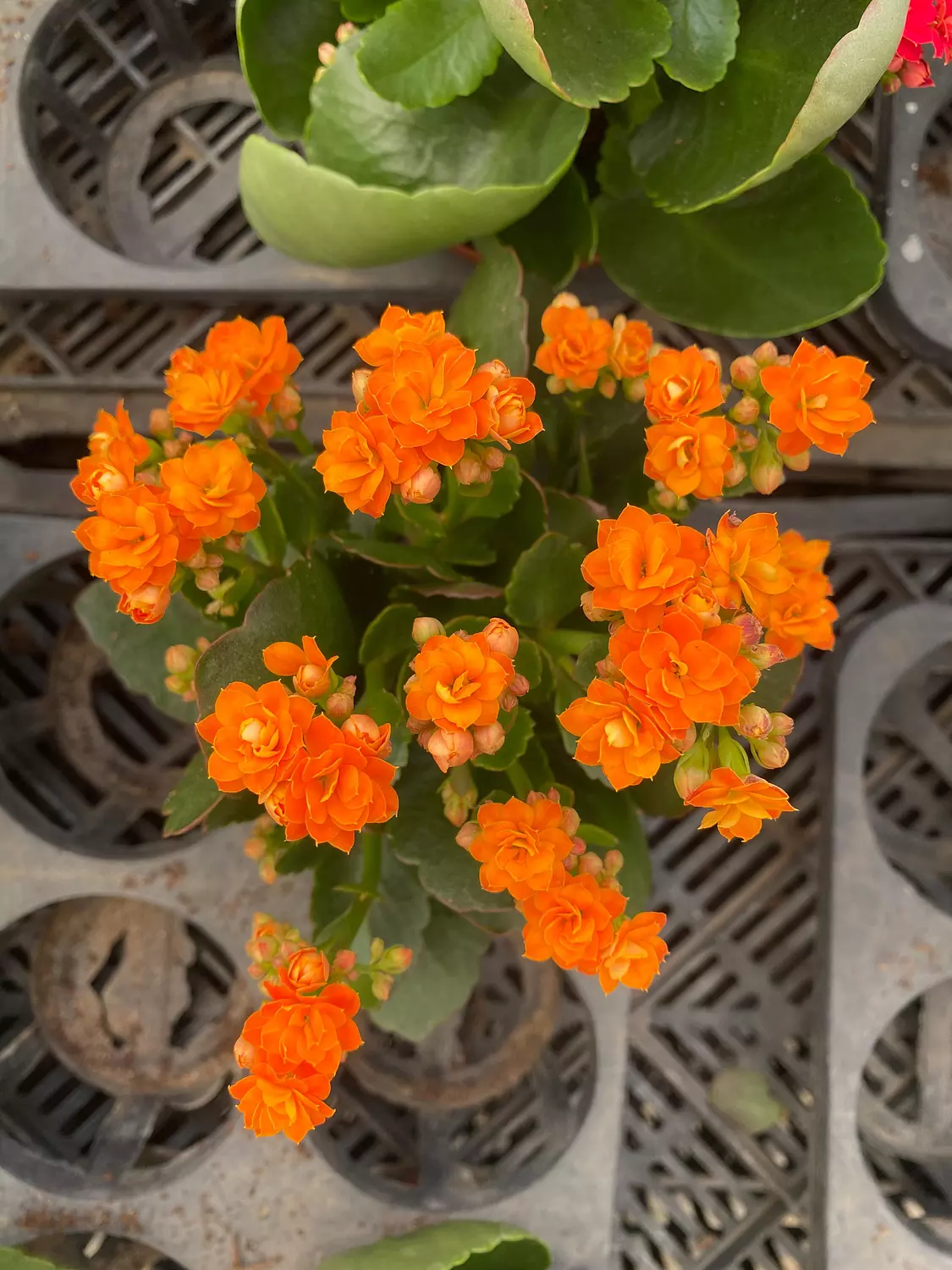 Florist Kalancheo image