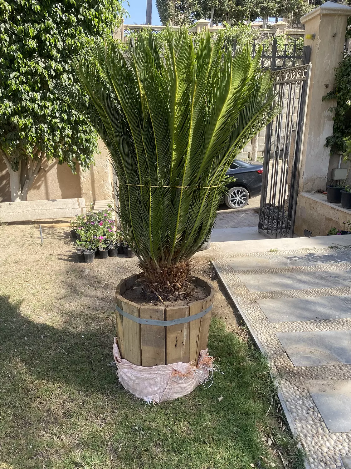 SAGO PALM (CYCAS) hover image