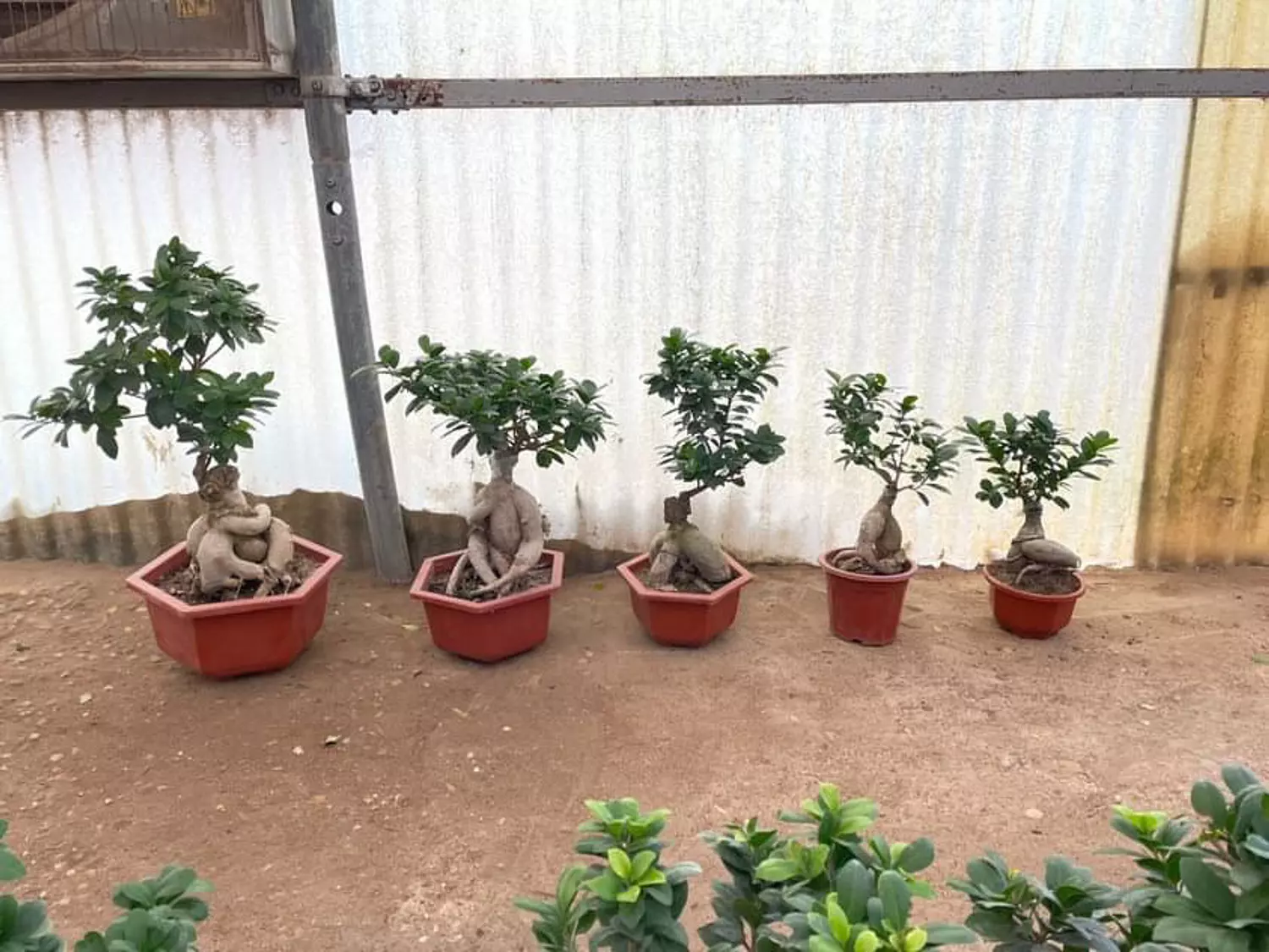 Ginseng Ficus Bonsai 1