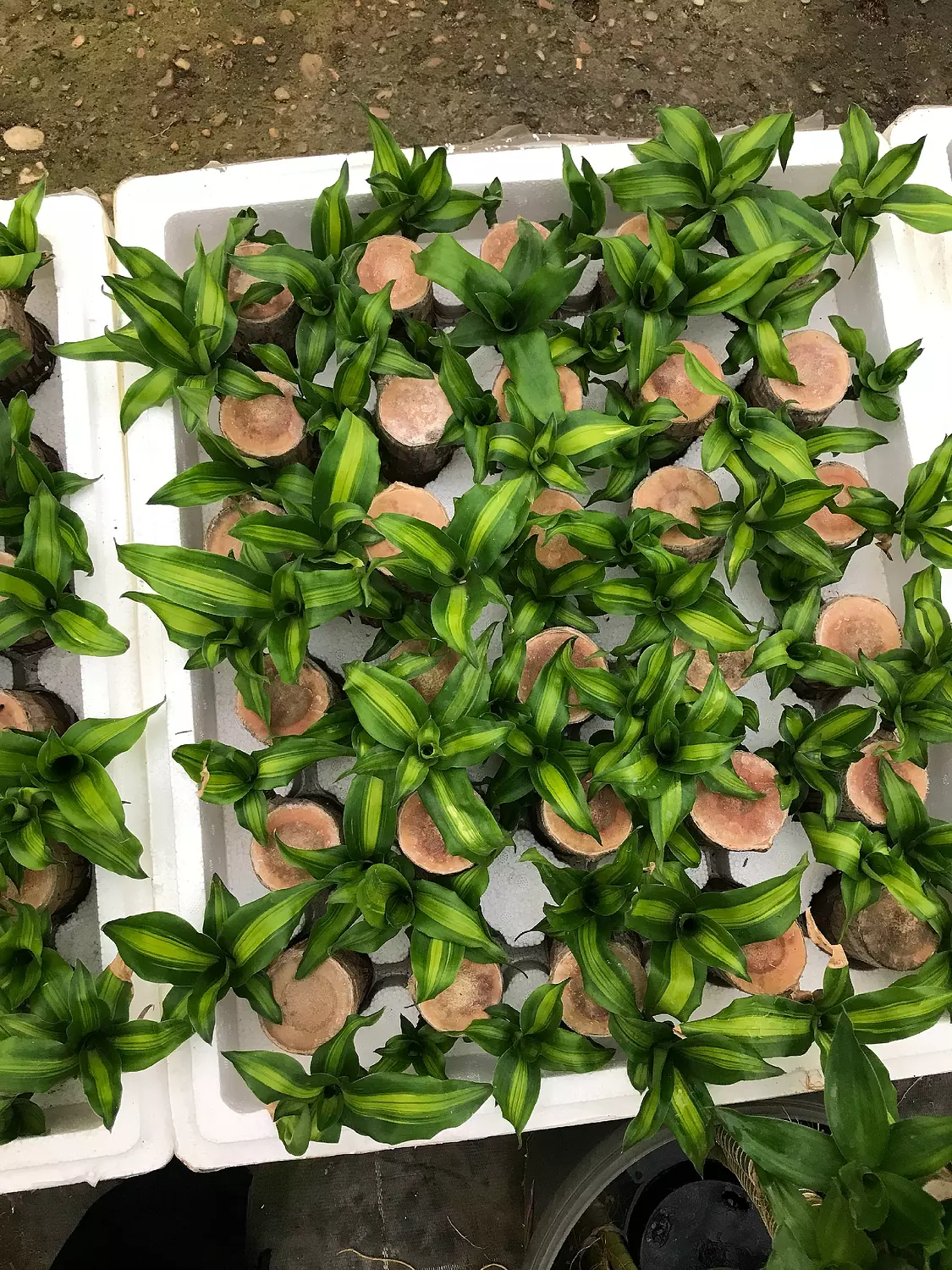 Brazilian Lucky Bamboo  4