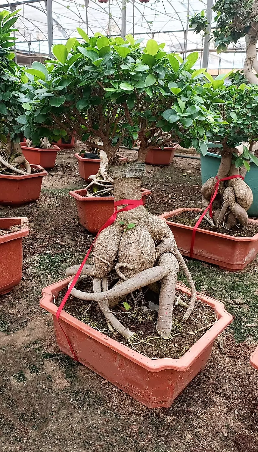 The Dome Size 1 image