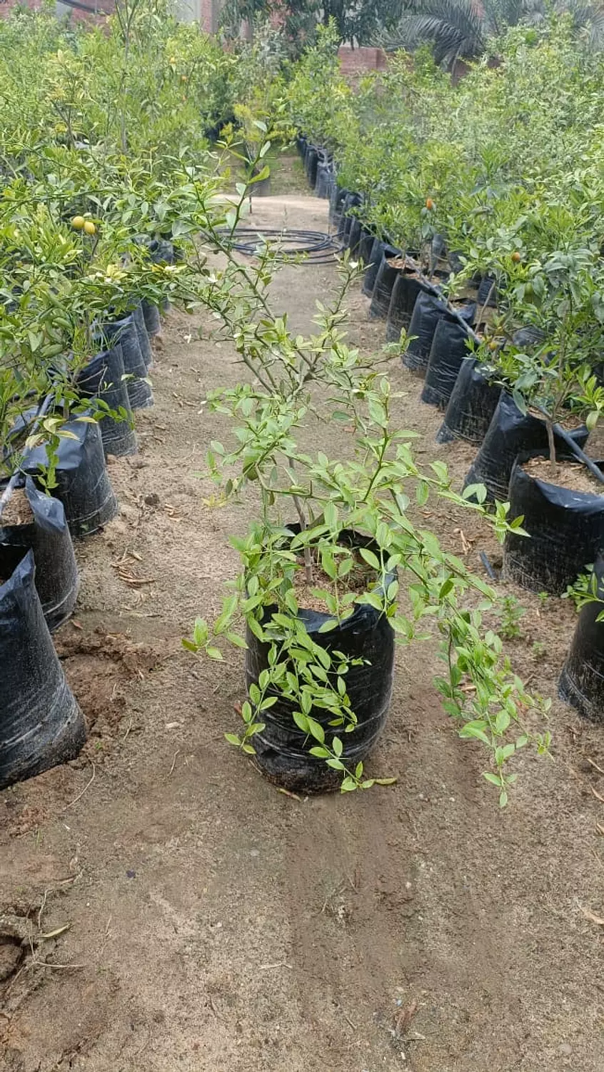 Lemon Caviar  hover image