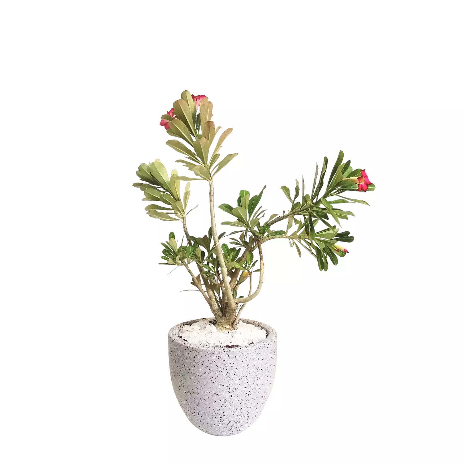 Desert Rose hover image