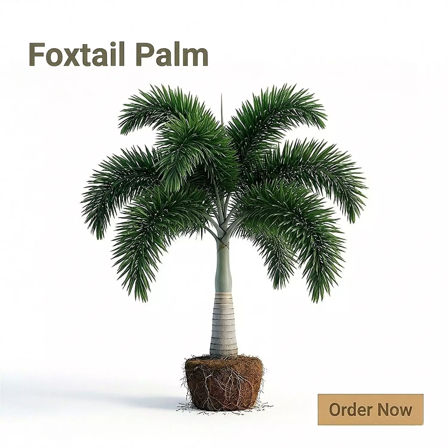 FoxTail Palm image