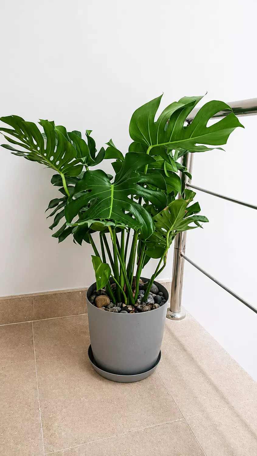 Monstera Rib Cage 2