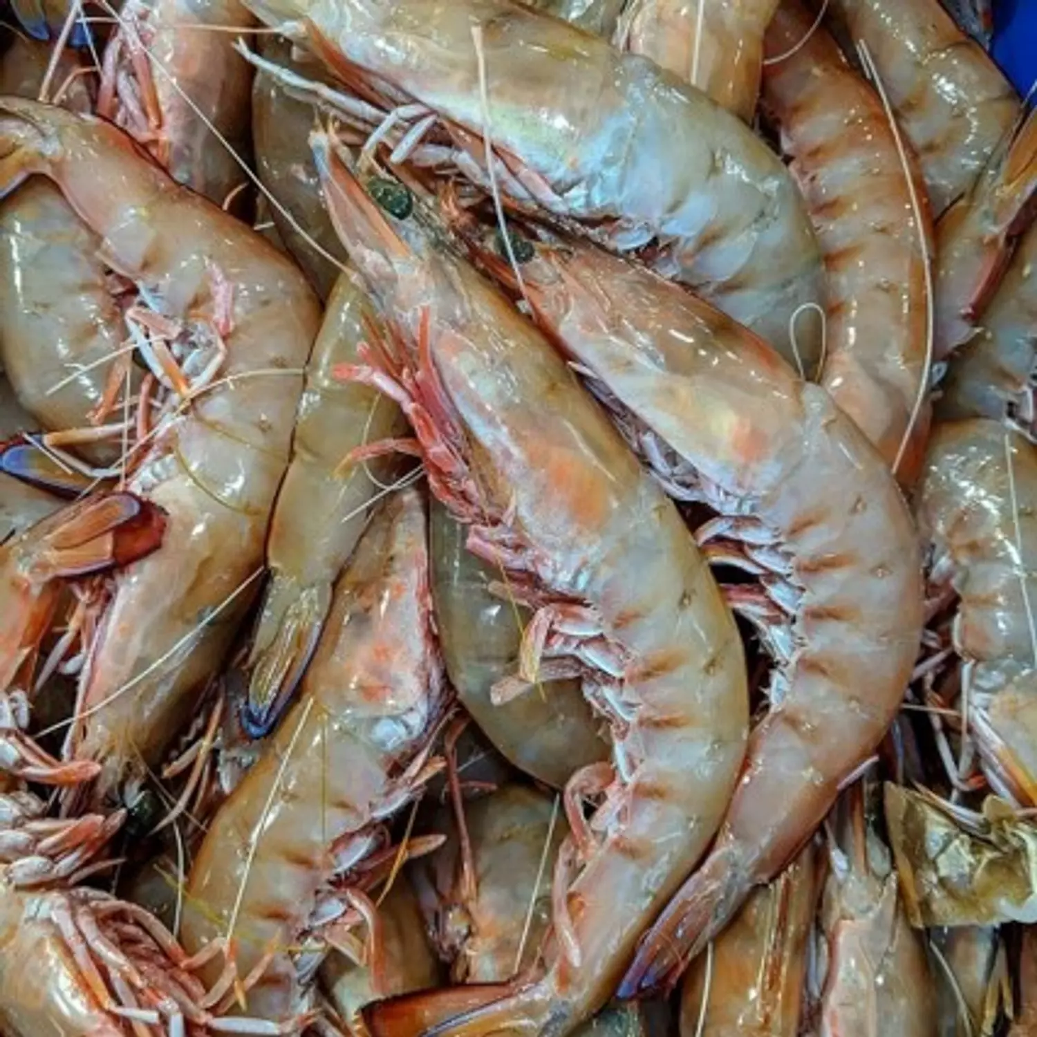 Kazzazi Shrimp Medium image