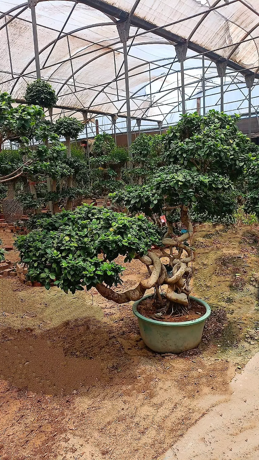 ARBORE image