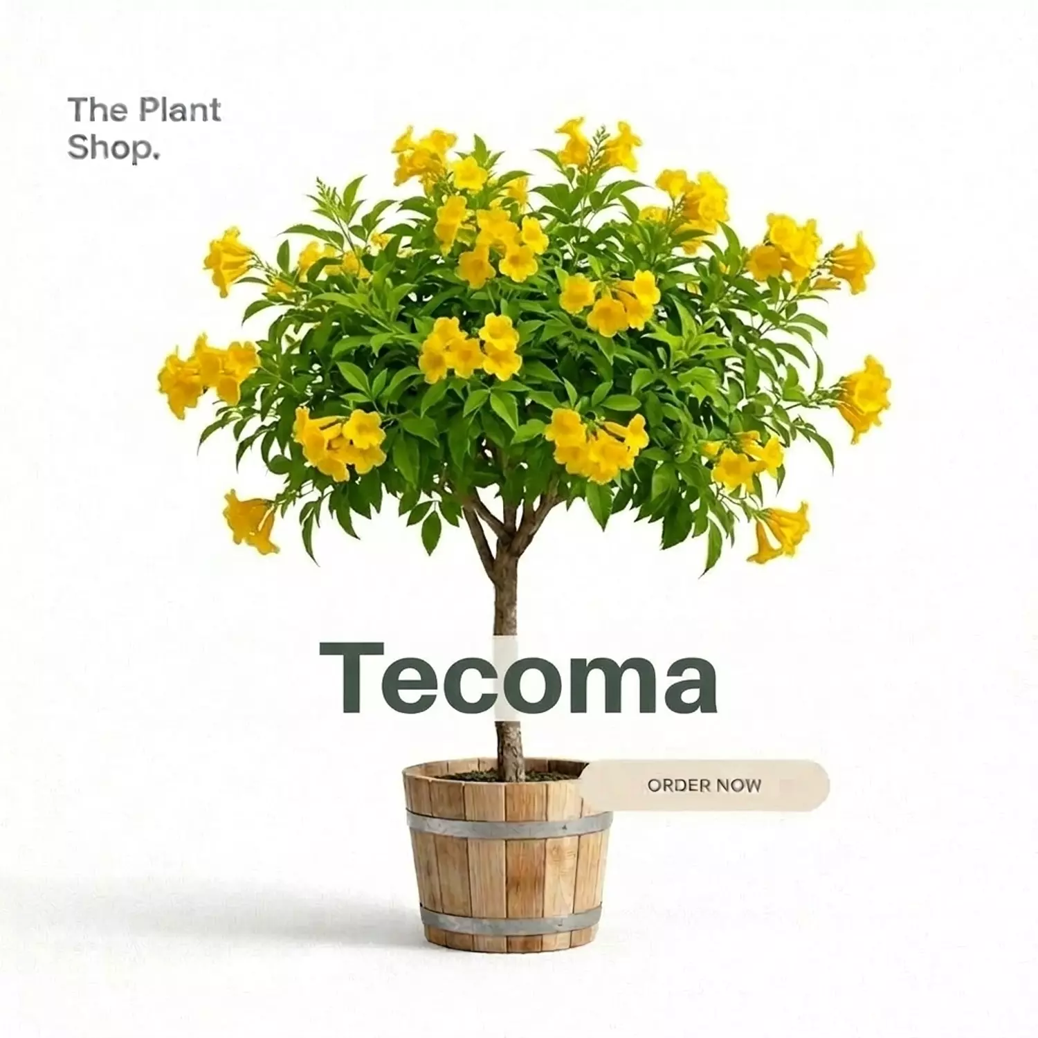 Tecoma Tree  image
