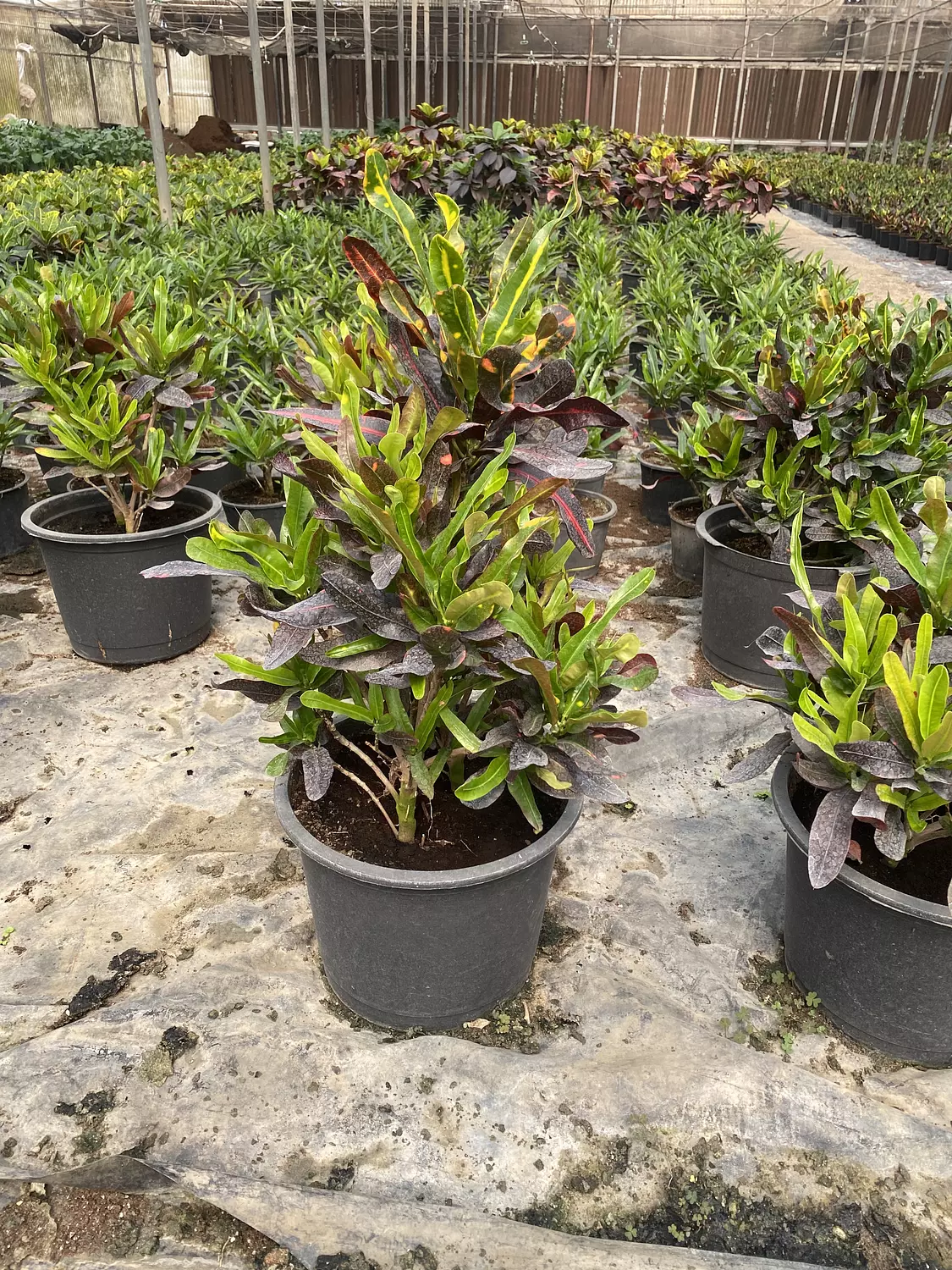 Croton Mammy hover image