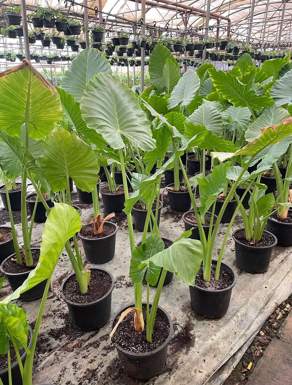 Elephant Ear Alocasia 2