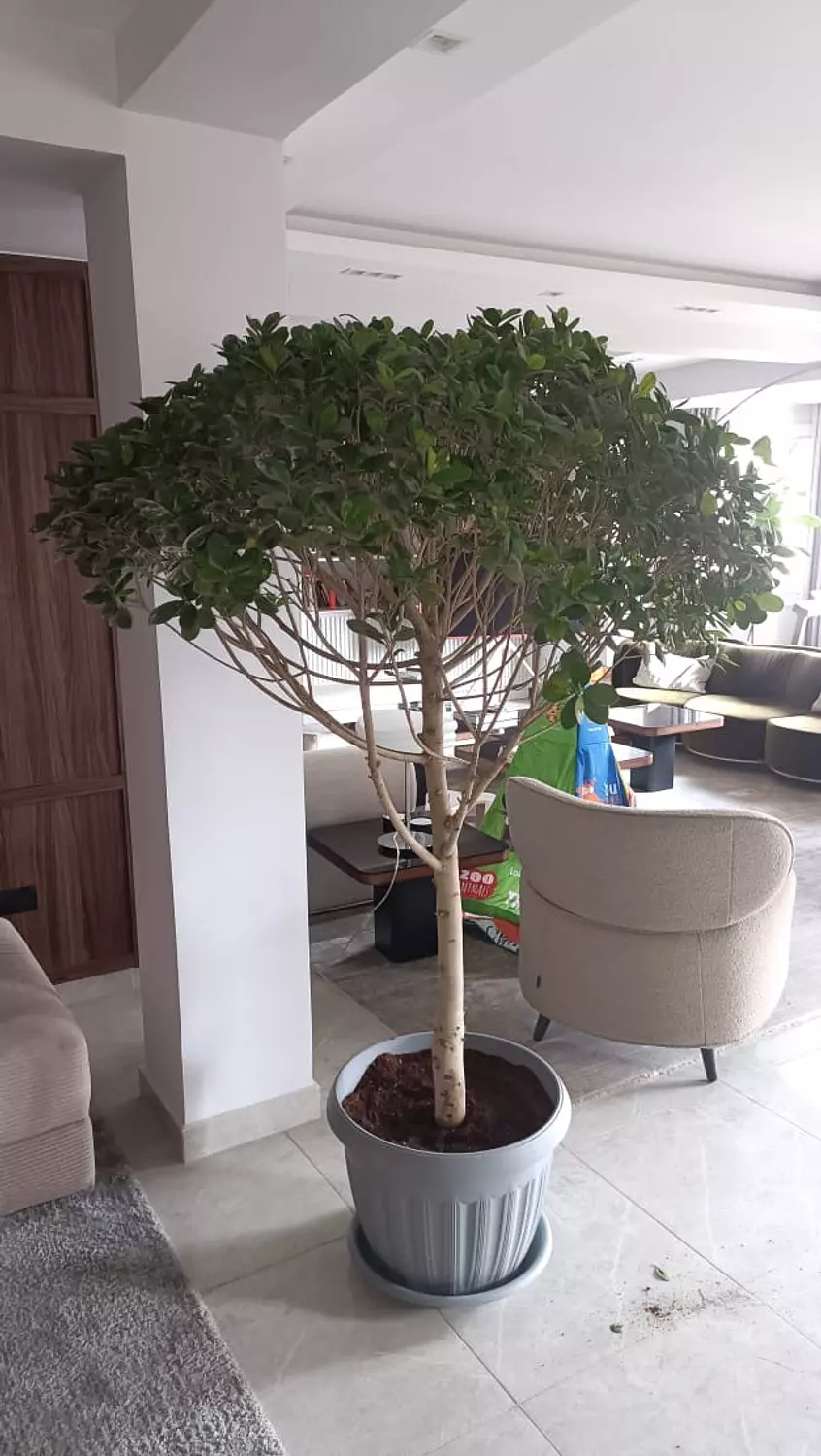 Ficus Panda 2