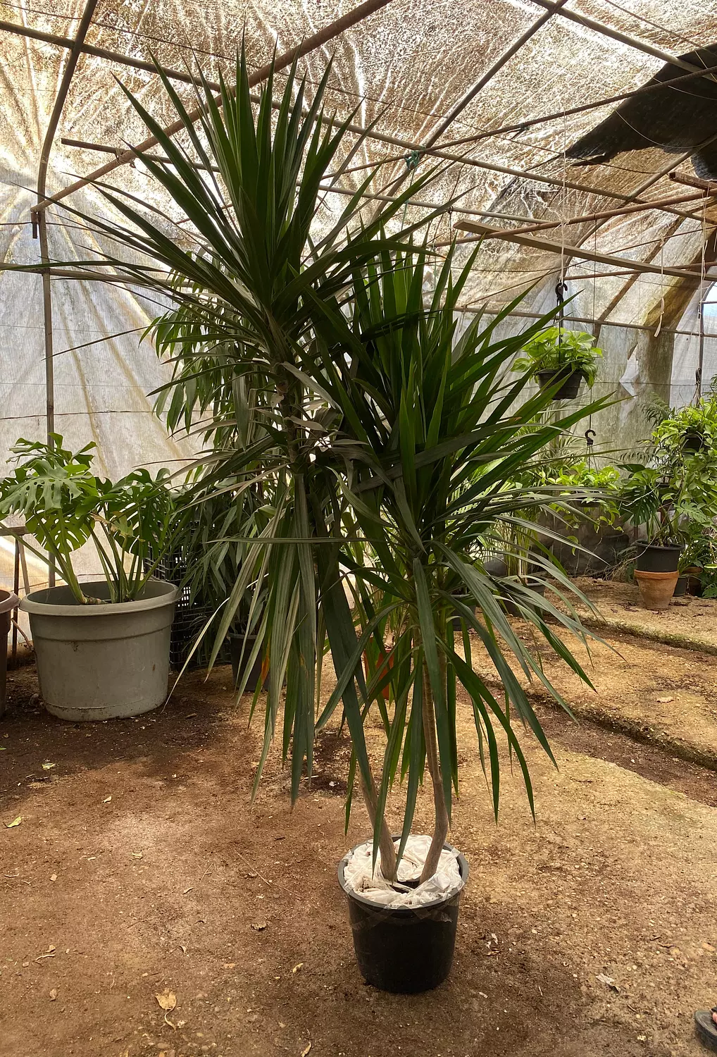 Darcena Santa Rosa 4