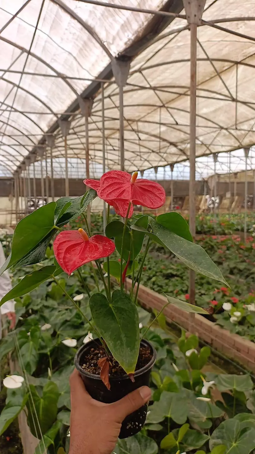 Anthurium 7