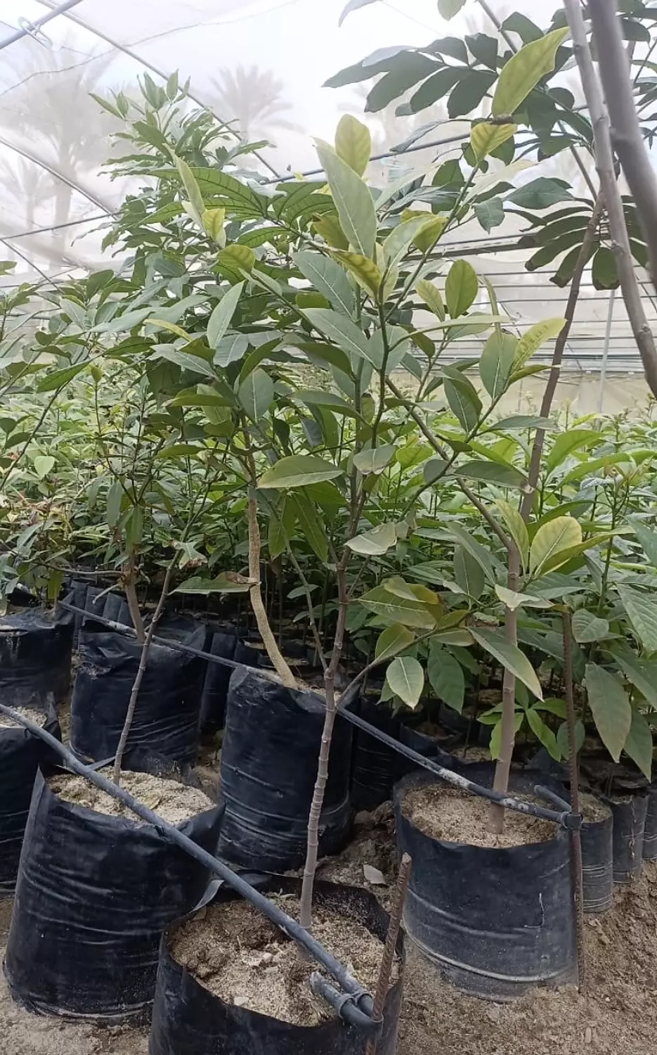  Jack Fruit hover image