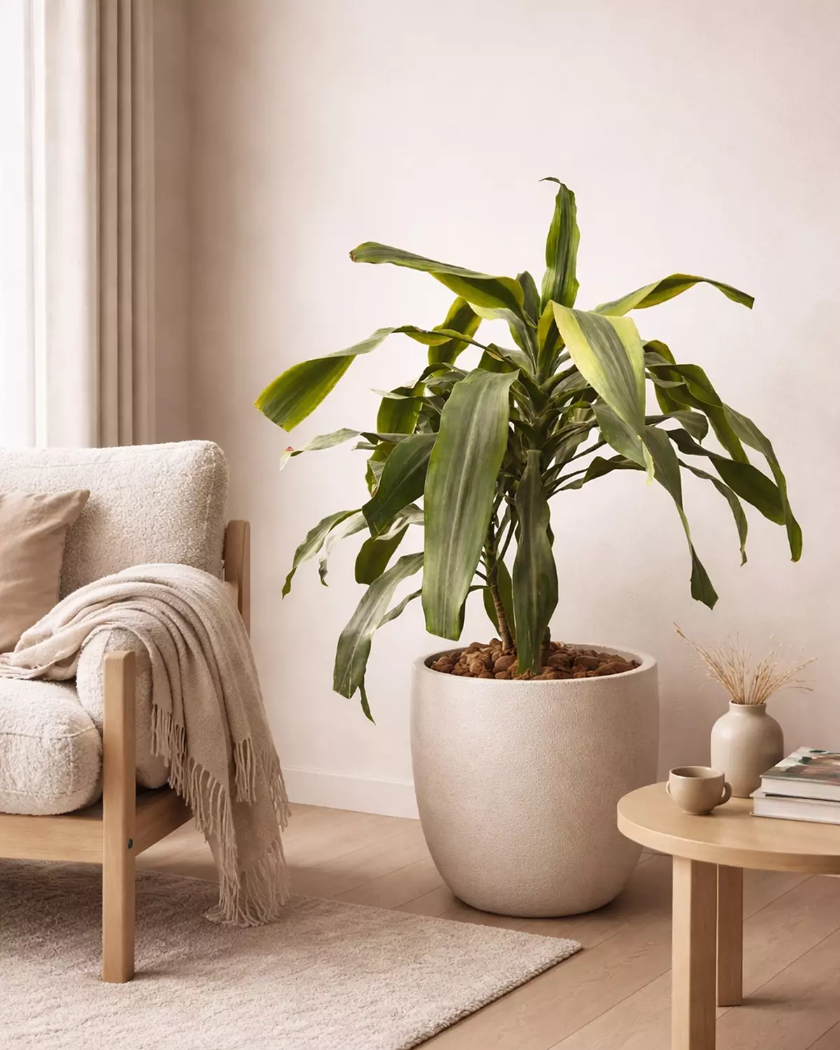 Dracaena Fragrans image