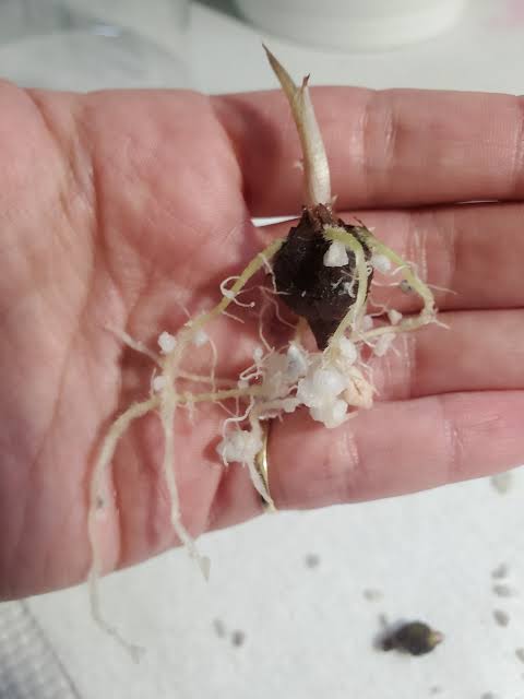 Healthy roots grown in YuGrow Coarse Perlite