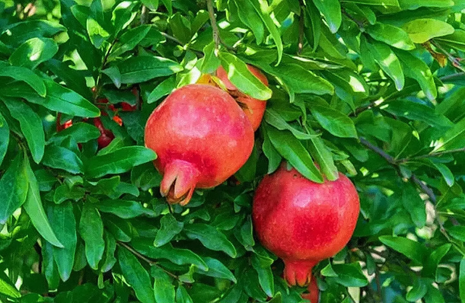 Pomegranate 1