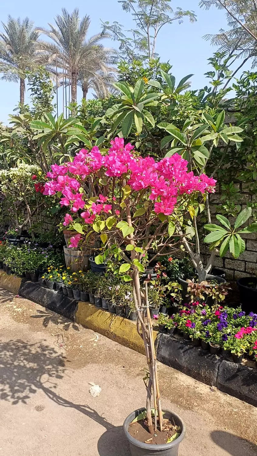 Bougainvillea  image