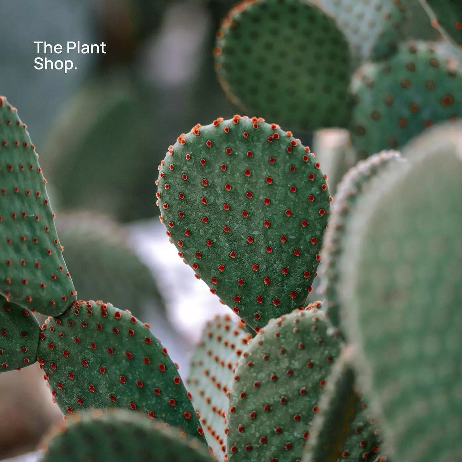 Bunny Ear Cactus hover image
