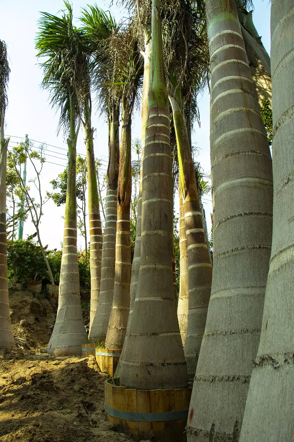 Royal Palm 1