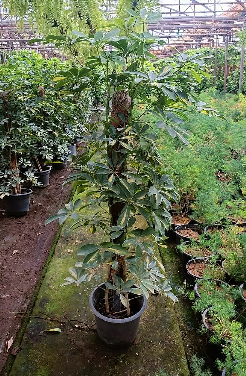 Schefflera Gold  3
