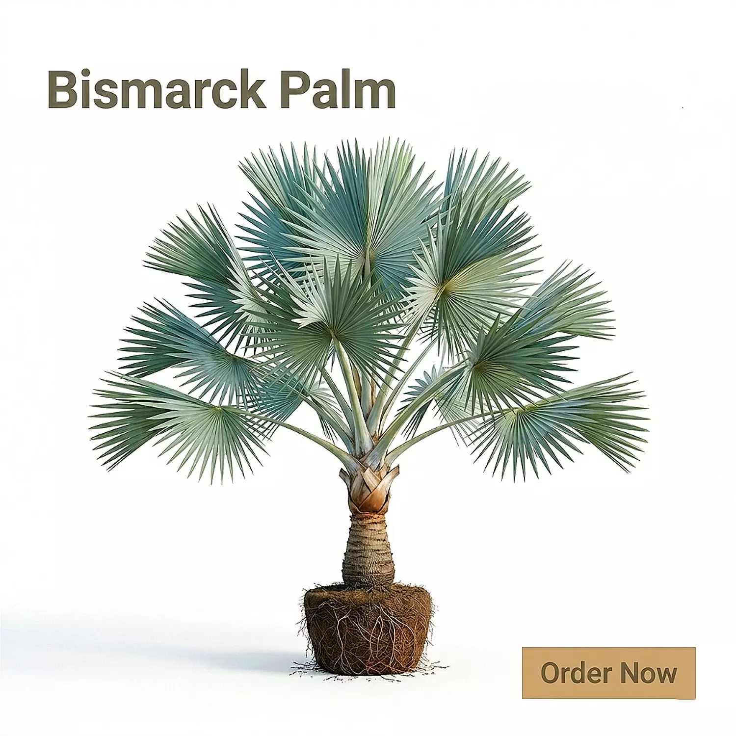 BISMARCK PALM image