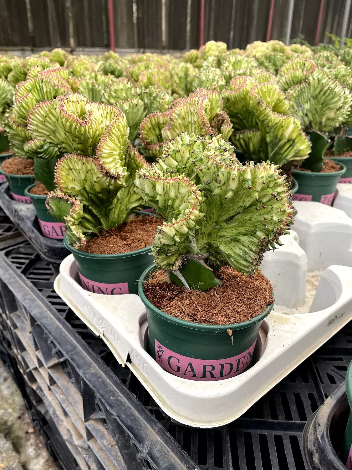Coral Cactus 3